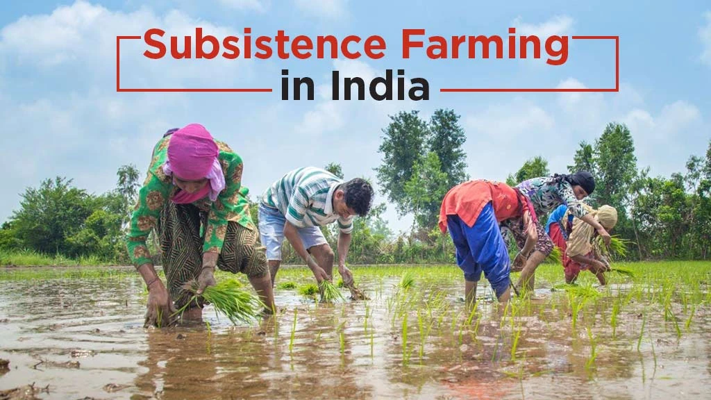 Cultivating Self-Sufficiency with Subsistence Farming in India