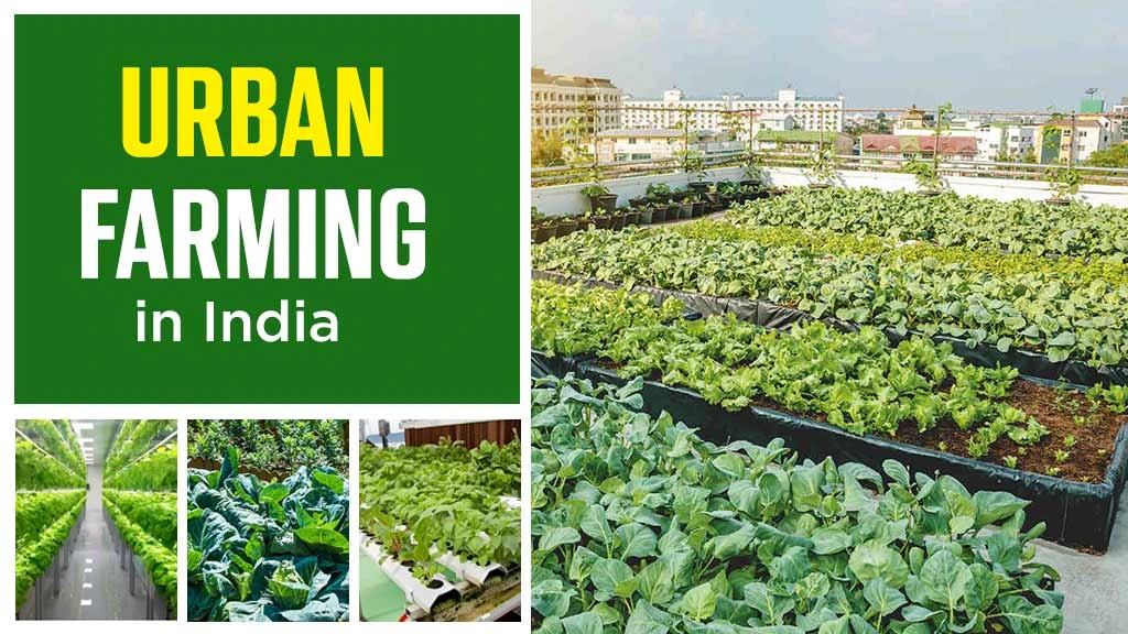Urban Farming in India – Types and Advantages