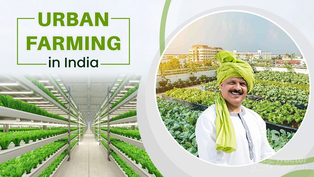 Urban Farming in India: Meaning, Types, Process and Benefits