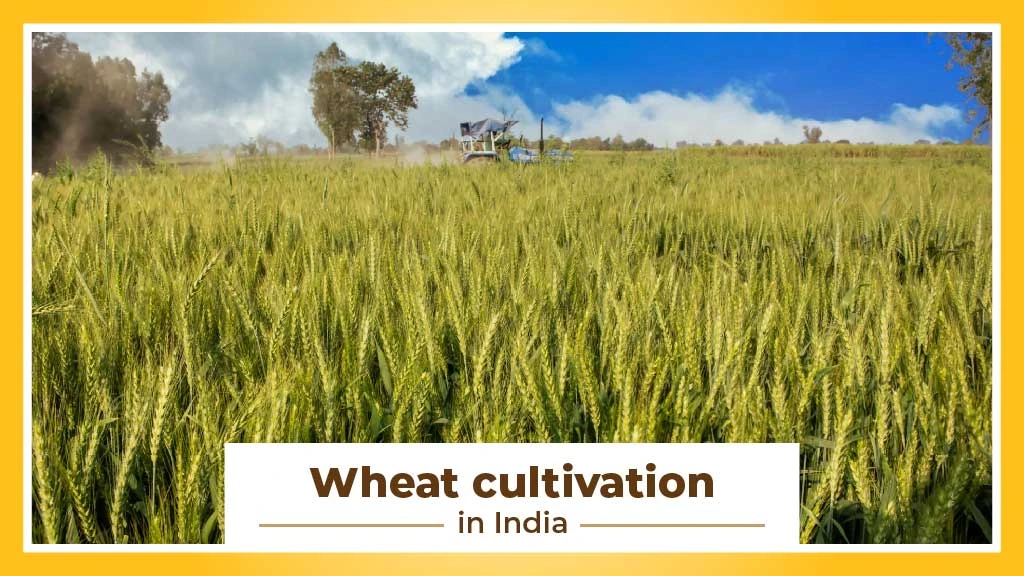 A Comprehensive Guide to Wheat Cultivation in India: Step-by-Step Process