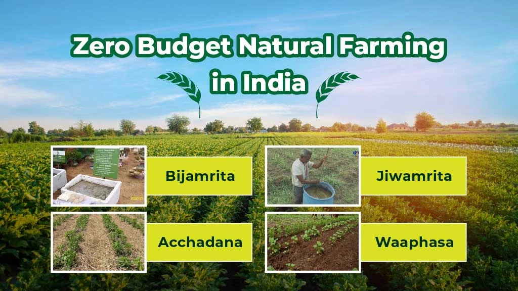 What is Zero Budget Natural Farming? Principles, Components and Government Support