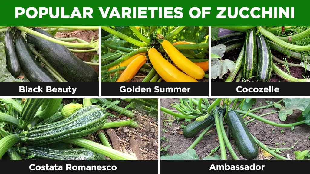 popular-varieties-of-zucchini
