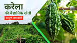करेला की वैज्ञानिक खेती: जानें मिट्टी की तैयारी से लेकर फल की तुड़ाई तक की पूरी प्रक्रिया Article