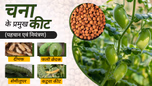 चना के प्रमुख कीट: जानें कैसे करें पहचान एवं उनका नियंत्रण Article