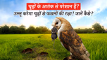चूहों के आतंक से परेशान हैं तो बुलाएं उल्लू, जानें कैसे करेगा ये चूहों से आपकी फसलों की रक्षा Article