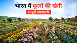 फूलों की खेती कैसे शुरू करें? जानें लागत, मुनाफ़ा एवं बाजार की पूरी जानकारी Article
