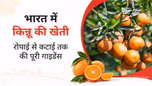 भारत में किन्नू की खेती: रोपाई से कटाई तक की पूरी गाइडेंस Article