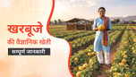 खरबूजे की वैज्ञानिक खेती: जानें उपयुक्त जलवायु, मिट्टी, बुआई का समय एवं उपजाने का सही तरीका Article