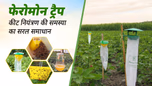 फेरोमोन ट्रैप: कीट नियंत्रण की समस्या का किफायती एवं सरल समाधान Article फेरोमोन ट्रैप: कीट नियंत्रण की समस्या का किफायती एवं सरल समाधान Article