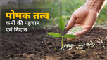 जानें कैसे करें फसलों में पोषक तत्वों की कमी की पहचान एवं उनका निदान Article जानें कैसे करें फसलों में पोषक तत्वों की कमी की पहचान एवं उनका निदान Article