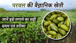 परवल की वैज्ञानिक खेती: जानें इसे लगाने का सही समय एवं तरीका Article परवल की वैज्ञानिक खेती: जानें इसे लगाने का सही समय एवं तरीका Article