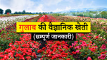 गुलाब की वैज्ञानिक खेती: जानें मिट्टी की तैयारी से लेकर फूलों की तोड़ाई तक की सभी जरुरी बातें Article