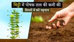 मिट्टी में पोषक तत्व की कमी की मिनटों में करें पहचान! जानें तरीके Article