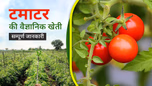 टमाटर की वैज्ञानिक खेती: जानें उपयुक्त जलवायु, मिट्टी, बुआई का समय एवं उपजाने का सही तरीका Article