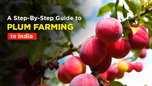 A Step-By-Step Guide to Plum Farming in India Article