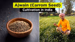 Ajwain (Carom Seed) Cultivation in India: Tip for Successful Farming Practices Article