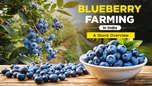 Blueberry Cultivation in India: Varieties, Uses & Cultivation Process Article