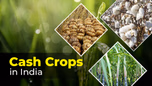 Cash Crops - Meaning, Types and Importance Article