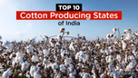 Top 10 Cotton Producing States of India in 2025 Article Top 10 Cotton Producing States of India in 2025 Article