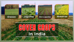 What are Cover Crops? Its Meaning, Types and Benefits Article What are Cover Crops? Its Meaning, Types and Benefits Article