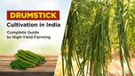 Drumstick Cultivation in India: Complete Guide to High-Yield Farming Article