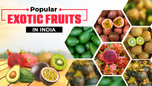 How to Cultivate Exotic Fruits? Scope & Popular Exotic Fruits Article How to Cultivate Exotic Fruits? Scope & Popular Exotic Fruits Article