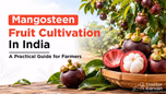 Mangosteen Fruit Cultivation in India: A Practical Guide for Farmers Article