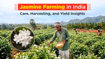 Jasmine Farming in India: Care, Harvesting, and Yield Insights Article