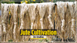 Jute Cultivation in India – A Comprehensive Guide Article