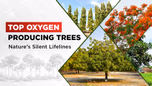 Top Oxygen Producing Trees: Nature’s Silent Lifelines Article