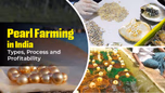 Pearl Farming in India: Types, Process and Profitability Article