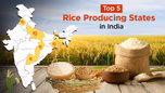 Top 5 Rice Producing States in India 2025 Article