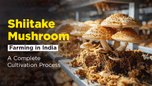 Shiitake Mushroom Farming in India: A Complete Cultivation Process Article