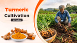 Turmeric cultivation in India Article