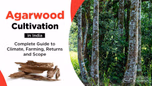 Agarwood Cultivation in India: Complete Guide to Climate, Farming, Returns and Scope Article
