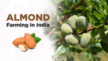 Guide to Almond Farming in India Article Guide to Almond Farming in India Article