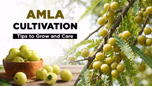 Amla Cultivation: Tips to Grow and Care Article