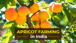 How to Start Apricot Farming in India: Its Cultivation Process, Varieties and Benefits Article