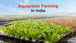 An Ultimate Guide to Aquaponic Farming in India Article An Ultimate Guide to Aquaponic Farming in India Article
