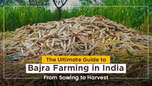 The Ultimate Guide to Bajra Farming in India: From Sowing to Harvest Article