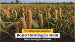 The Ultimate Guide to Bajra Farming in India: From Sowing to Harvest Article