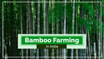 Bamboo Farming in India Article