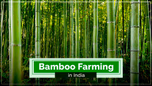 Bamboo Farming in India Article
