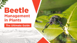 Beetle Management in Plants: The Ultimate Guide Article