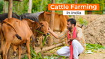 Cattle Farming in India: Types, Benefits and Process to Start Cattle Farming Article