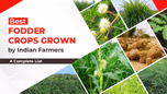 Best Fodder Crops grown by Indian Farmers: A Complete List Article