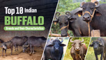 Top 10 Indian Buffalo Breeds and their Characteristics Article