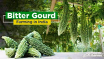 Best Cultivation Practices for Bitter Gourd in India Article