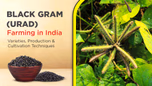 Black Gram (Urad) Farming in India: Varieties, Production & Cultivation Techniques Article