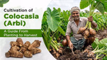 Cultivation of Colocasia (Arbi): A Guide From Planting to Harvest Article